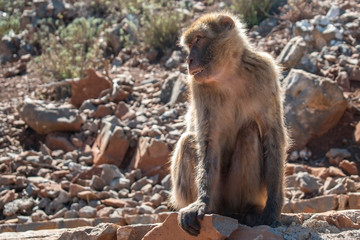 The monkey sits on the rocks and looks at someone