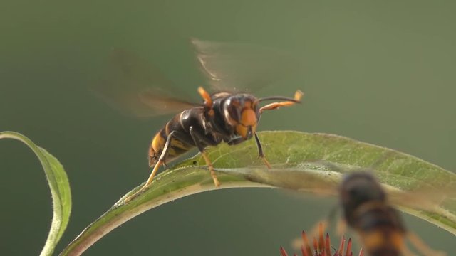 Wasp hornet funny evasion