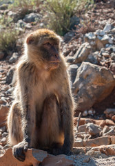The monkey sits on the rocks and looks at someone