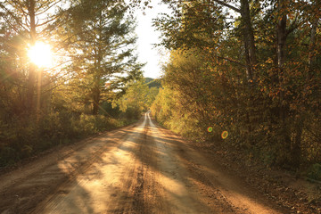 sunset in the autumn forest