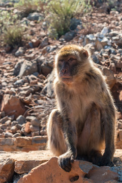 The monkey sits on the rocks and looks at someone