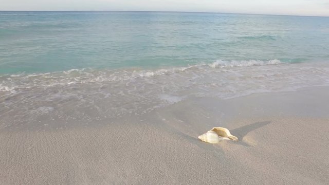 Shell in the sand. The sea waves wash it.