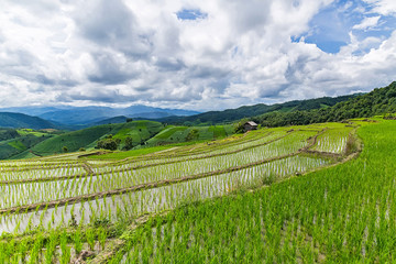 Fototapeta premium Rice terrace and mountain with the rain storm at the background at Pa Bong Piang near Inthanon National Park and Mae Chaem, Chiangmai, Thailand..