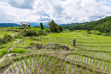 A farmer is walking along his rice terrace to check for his rice field in a cloudy sky at Pa Bong...