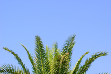 Green palm tree in summer blue sky with copy space background.