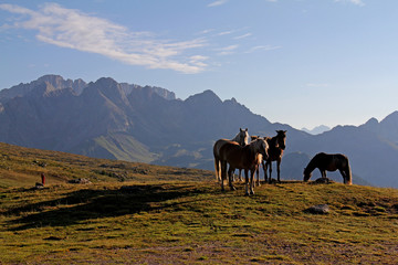 Fototapeta na wymiar cavalli avelignesi (haflinger); pascolo brado ai Laresei presso il Passo Valles (Trentino)