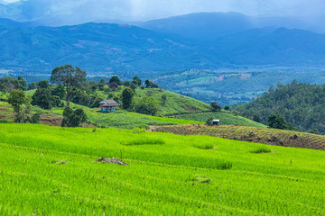 Obraz premium little house and Rice terrace in a cloudy lighting surrounded by trees and mountains at Pa Bong Piang near Inthanon National Park and Mae Chaem, Chiangmai, Thailand...