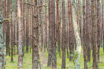 tree trunks in a coniferous forest