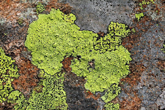 composizione astratta; licheni su porfido (in giallo Rhizocarpon geographicum)