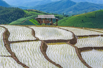 little hut and Rice terrace in a cloudy lighting surrounded by trees and mountains at Pa Bong Piang...