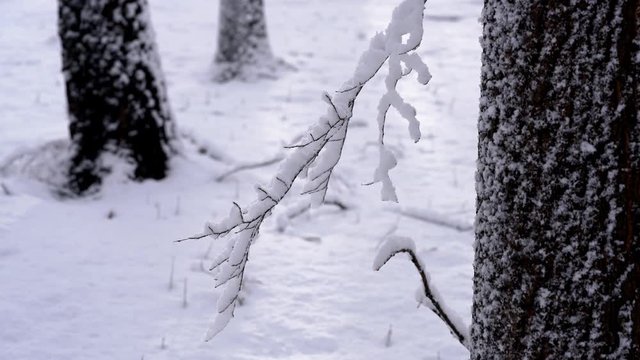 Snow on the Tree - (4K)