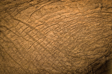 Namibian Elephant in the desert