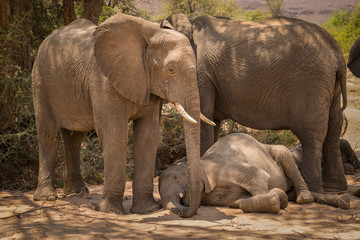 Namibian Elephants, with calf in the desert