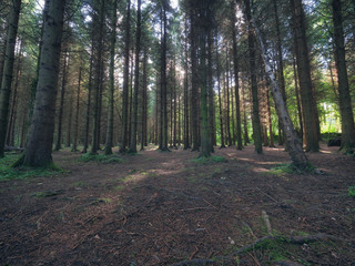 Fototapeta premium summer forest morning,Northern Ireland