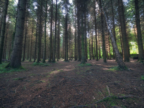  summer forest morning,Northern Ireland