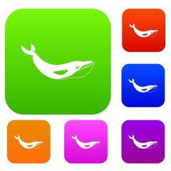 Whale set color collection