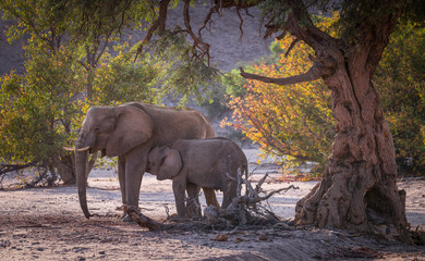Fototapeta na wymiar mother and baby Elephants, Damaraland, Namibia