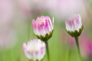 Fototapeta na wymiar Dreamy Field of Spring Flowers