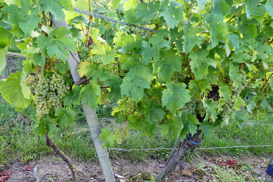 Weinreebe am Weinstock