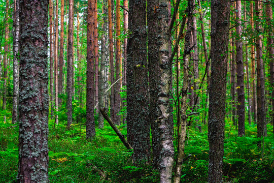 Dark forest background. Karelia forest trees