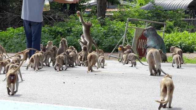 Man feeding mangoes to monkeys, Northern pig-tailed macaque (Macaca leonina).