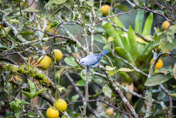Blue Gray Tanager