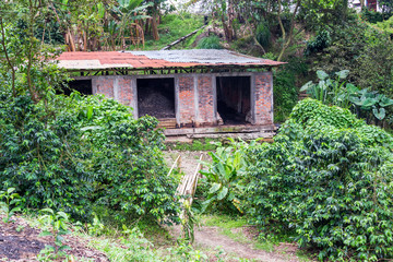 Fototapeta na wymiar Brick Building on a Coffee Plantation
