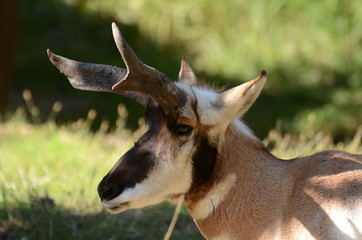 アメリカプロングホーン