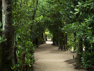 備瀬のフクギ並木