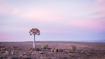 lone Quiver tree at dawn, Namibia