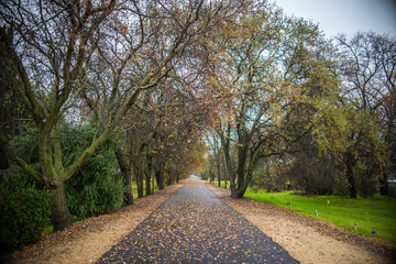 Pathway through the Woods 