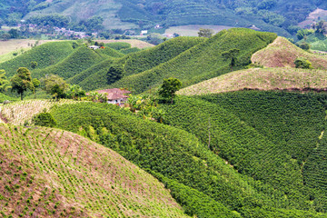 Coffee Covered Hills