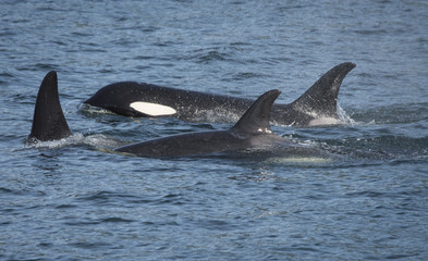 Fototapeta premium Orca Familiy II, Seymour Canal, Alaska