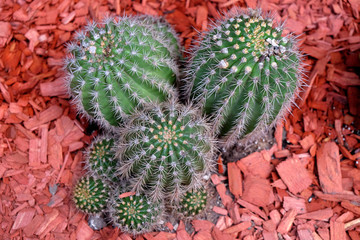 Cactus
