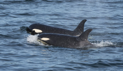 Fototapeta premium Orca Togetherness, Swimming in Tandem