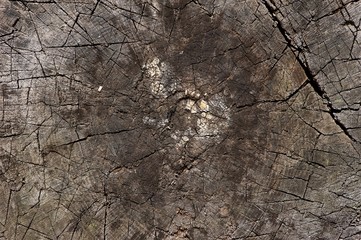 Closeup, top view shot of an old stump. Lines and cracks visible. 
