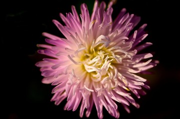 Pink and yellow spider mum (chrysanthemum) flower, contrasted beautifully by the black background. 