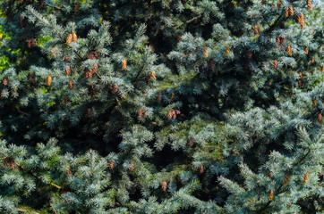 Naklejka na ściany i meble Lush Spruce Branches with Cones Background. Texture of a Natural Plant