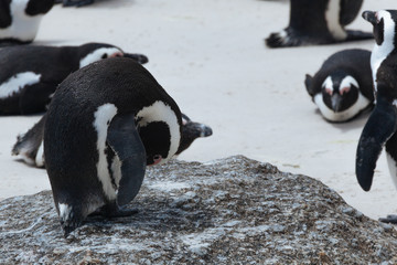 Boulders Penguin Colony, African Penguins in  Boulders Beach, Cape Peninsula, South Africa