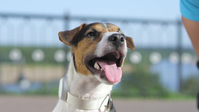 A dog is preparing for jogging with its owner