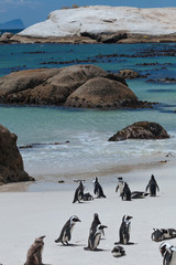 Boulders Penguin Colony, African Penguins in  Boulders Beach, Cape Peninsula, South Africa - 171372851