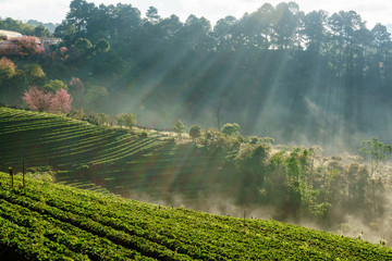 Misty morning sunrise in strawberry garden, View of Morning Mist at doi angkhang Mountain, Chiang Mai, Thailand