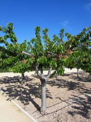 Fototapeta na wymiar cherry,tree,with drip irrigation