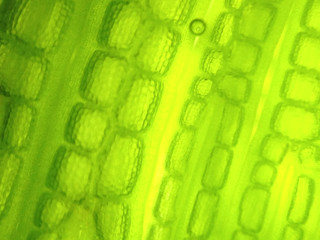 zoom microorganism algae cell