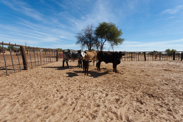 Cow in African desert.