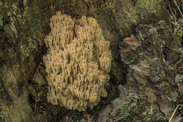 Ramaria flava in summer dark forest