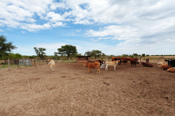 Cow in African desert.