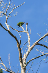 Chauá (Amazona rhodocorytha) | Red-browed Parrot photographed in Linhares, Espírito Santo -...