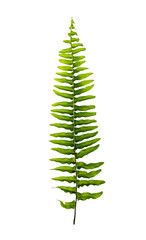 Boston fern leaves isolated on white background