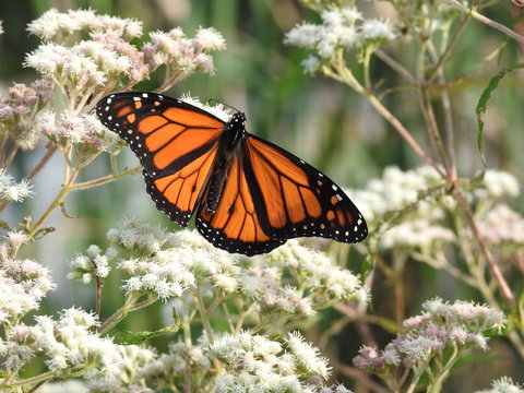 butterfly, monarch, orange, nature, pollen, blossom, flower, summer, wings